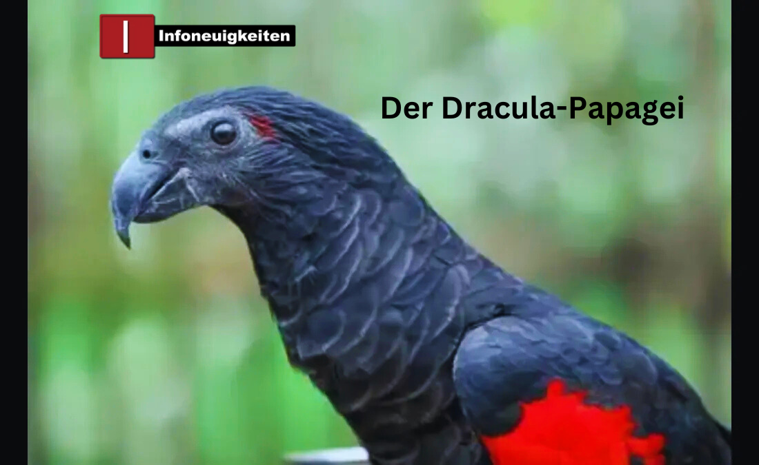 Der Dracula-Papagei